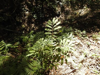 Cupaniopsis tomentella, photographed by Greg Tasney