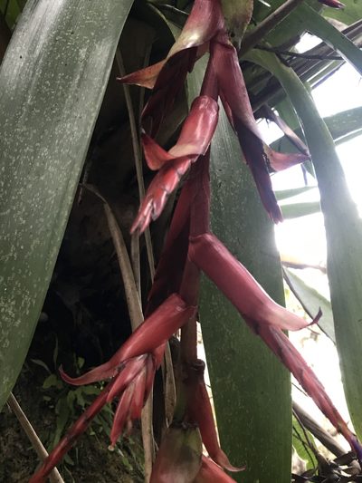 Tillandsia compacta, photographed by Nicolás Baresch Uribe