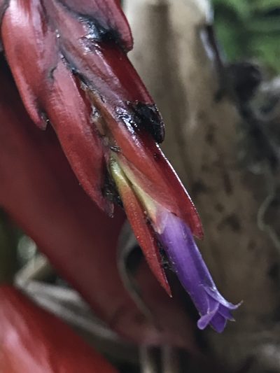 Tillandsia compacta, photographed by Nicolás Baresch Uribe