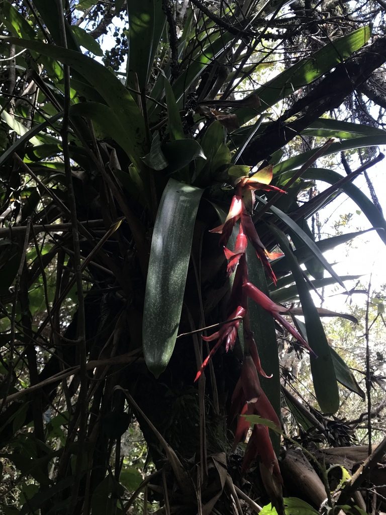 Tillandsia compacta, photographed by Nicolás Baresch Uribe