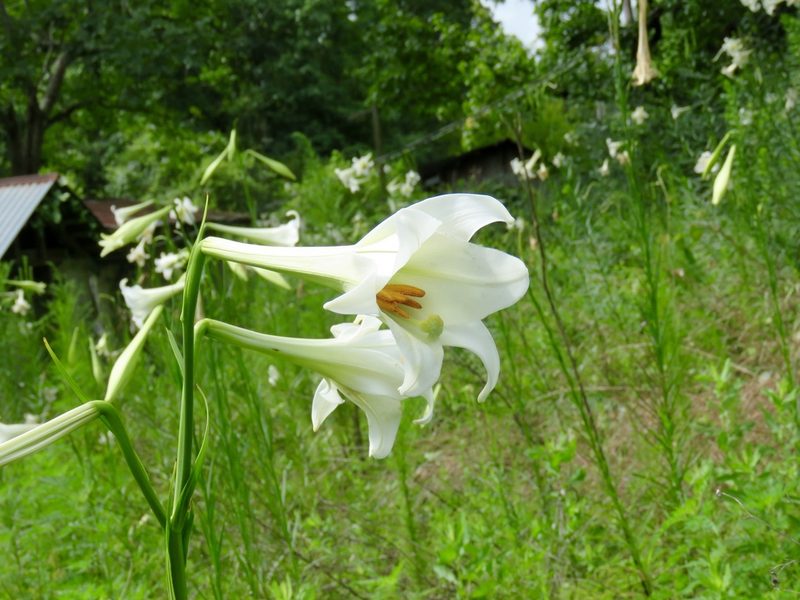 Lilium philippinense, photographed by Laura Clark