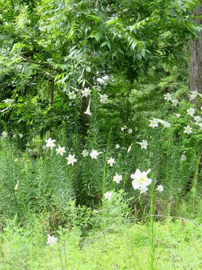 Lilium philippinense, photographed by Laura Clark