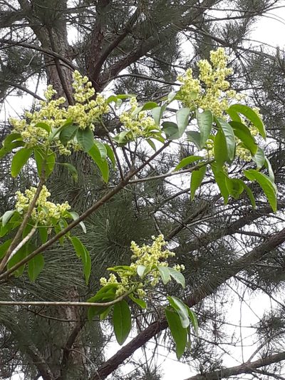 Balfourodendron riedelianum, photographed by E. Goossen