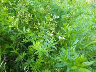 Galium rivale, photographed by Eugene Gavrilov