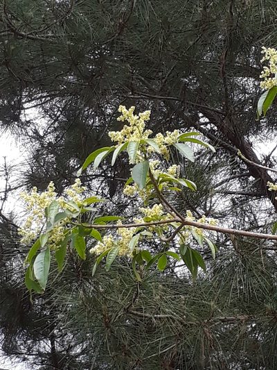 Balfourodendron riedelianum, photographed by E. Goossen