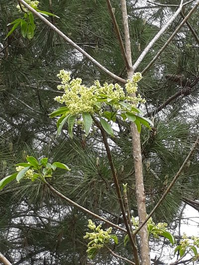 Balfourodendron riedelianum, photographed by E. Goossen
