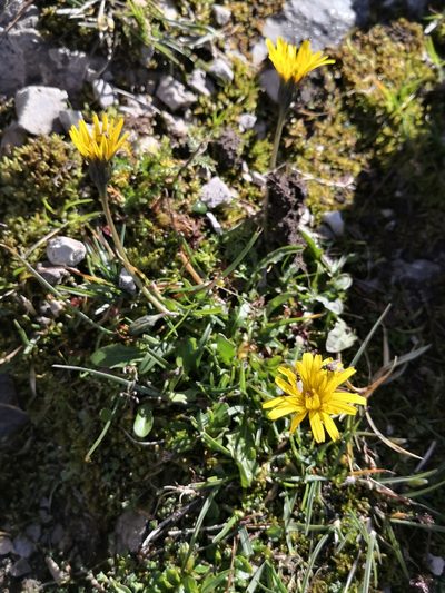 Scorzoneroides helvetica, photographed by Claude Kolwelter