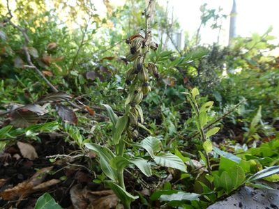 Epipactis phyllanthes, photographed by pete_gateley