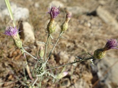 Centaurea paniculata, photographed by Thomas Koffel