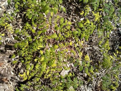 Koelreuteria bipinnata, photographed by Amy