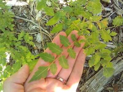 Koelreuteria bipinnata, photographed by Amy