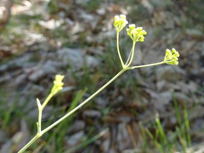 Bupleurum rigidum, photographed by Thomas Koffel