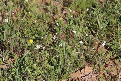Heliophila crithmifolia, photographed by Tony Rebelo
