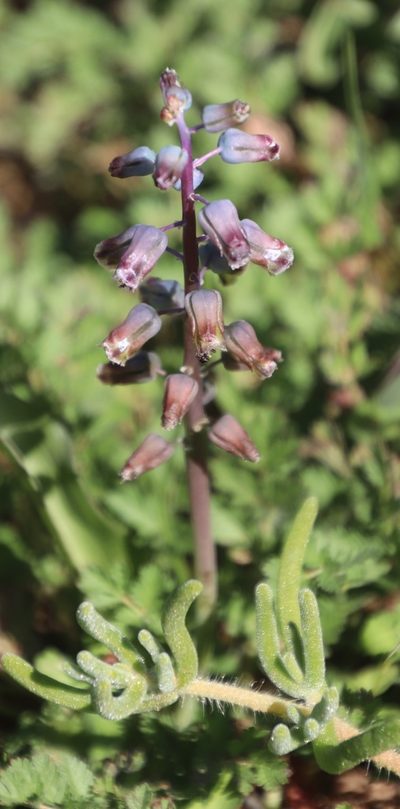 Lachenalia bolusii, photographed by Tony Rebelo