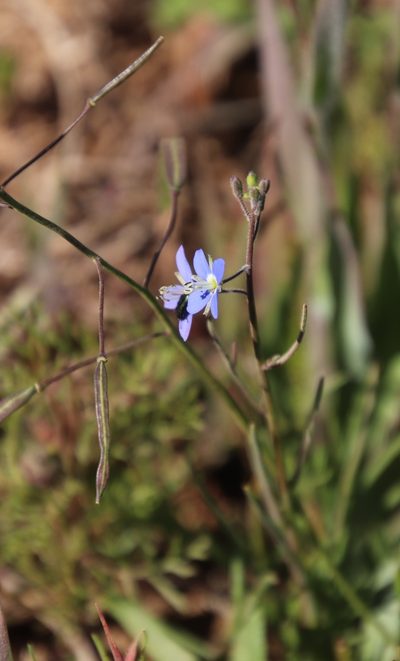 Heliophila decurva, photographed by Tony Rebelo