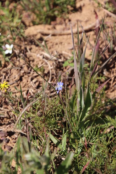 Heliophila decurva, photographed by Tony Rebelo