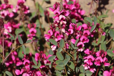 Indigofera intermedia, photographed by Tony Rebelo