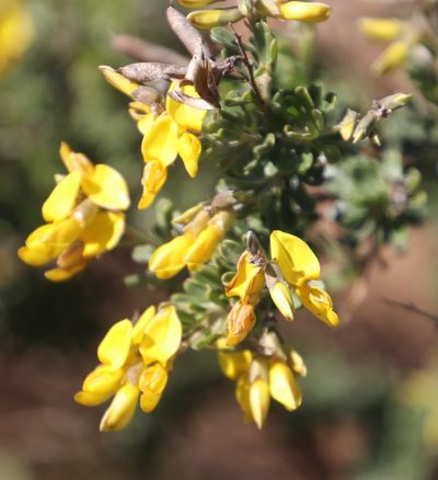 Wiborgiella leipoldtiana, photographed by Tony Rebelo
