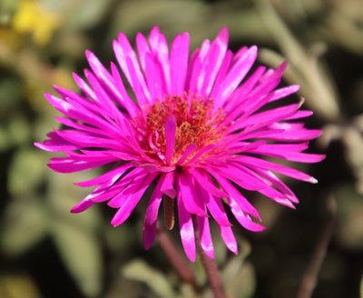 Drosanthemum longipes, photographed by Tony Rebelo