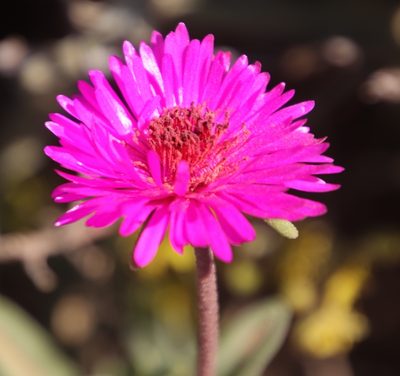 Drosanthemum longipes, photographed by Tony Rebelo