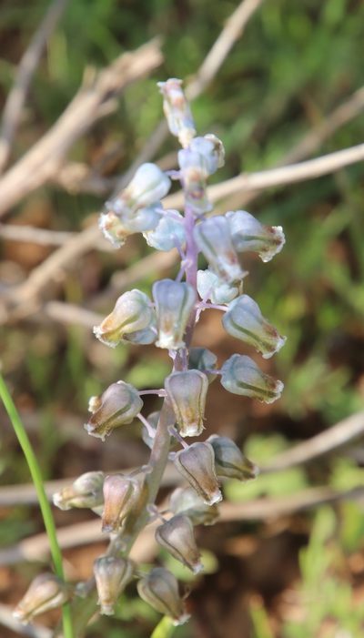 Lachenalia bolusii, photographed by Tony Rebelo