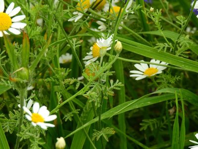 Cota austriaca, photographed by Susan Marley