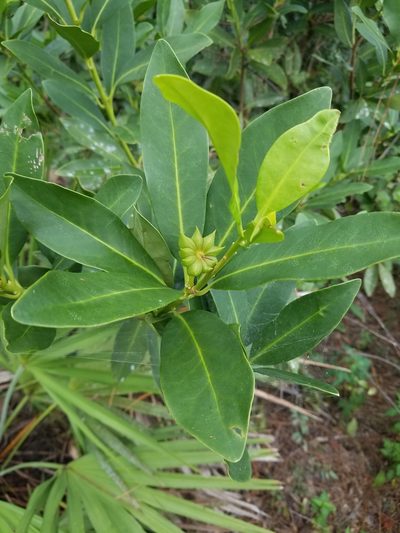 Illicium parviflorum, photographed by Scott Ward