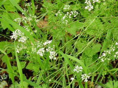 Coriandrum sativum, photographed by Susan Marley