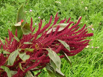 Amaranthus cruentus, photographed by Susan Marley