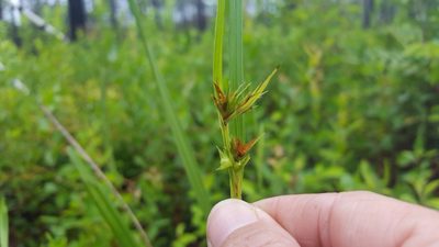 Scleria triglomerata, photographed by Michelle Sevcovas