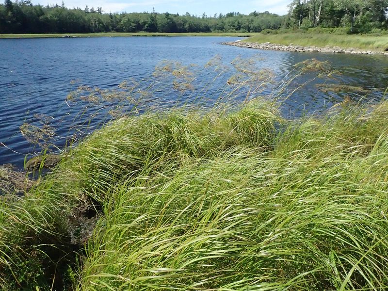 Scirpus longii, photographed by bobkennedy