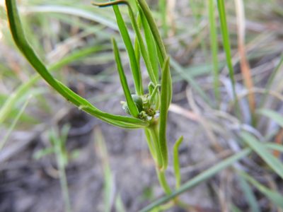Euphorbia exstipulata, photographed by Leticia Jiménez Hernández