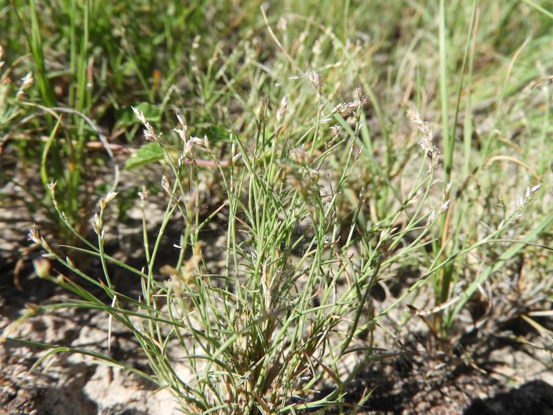 Muhlenbergia villiflora, photographed by Leticia Jiménez Hernández
