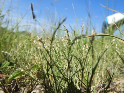Muhlenbergia villiflora, photographed by Leticia Jiménez Hernández
