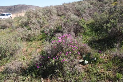 Drosanthemum longipes, photographed by Tony Rebelo