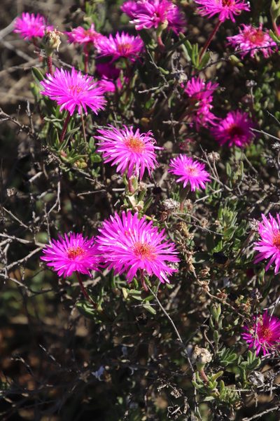 Drosanthemum longipes, photographed by Tony Rebelo