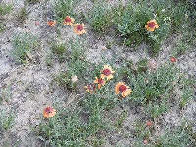 Gaillardia comosa, photographed by Leticia Jiménez Hernández