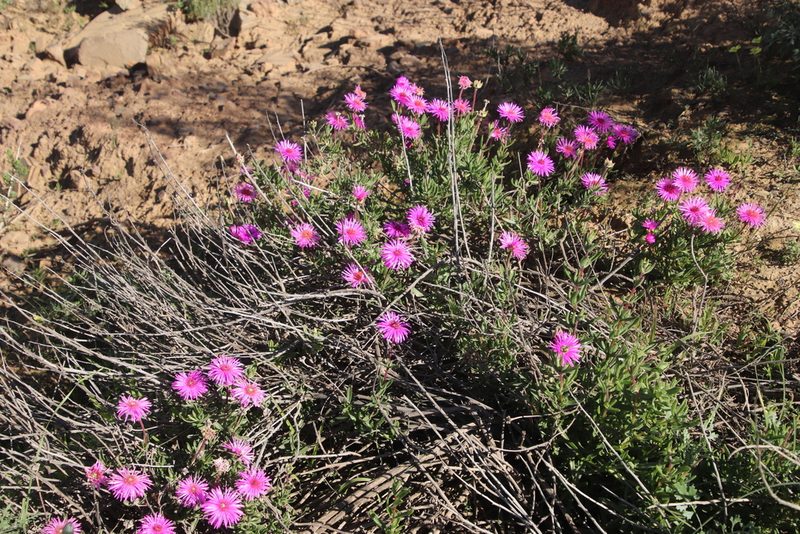 Drosanthemum longipes, photographed by Tony Rebelo