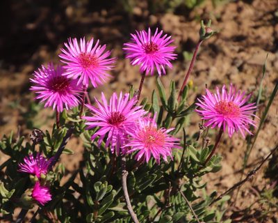 Drosanthemum longipes, photographed by Tony Rebelo