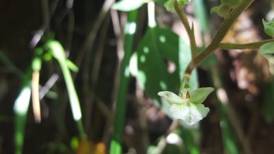 Ponthieva racemosa, photographed by Michelle Sevcovas