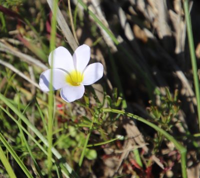 Oxalis recticaulis, photographed by Tony Rebelo