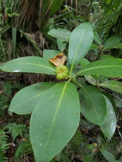 Illicium parviflorum, photographed by Scott Ward