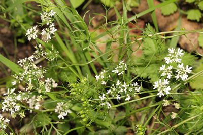 Coriandrum sativum, photographed by Stephen James McWilliam
