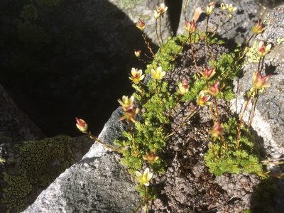 Saxifraga bryoides, photographed by Daniel Ellehammer Larsen
