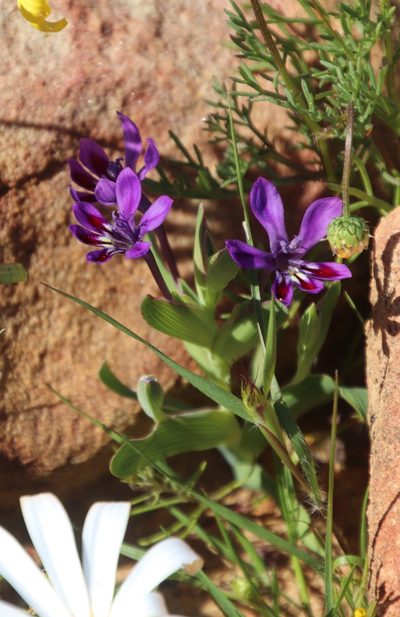 Lapeirousia violacea, photographed by Tony Rebelo