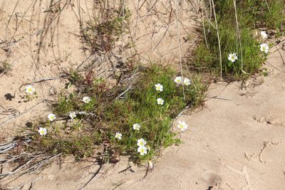 Oxalis dregei, photographed by Tony Rebelo