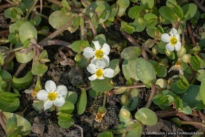 Bacopa eisenii, photographed by Tim Messick