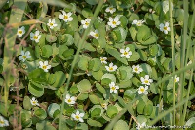 Bacopa eisenii, photographed by Tim Messick