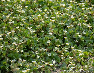 Bacopa eisenii, photographed by Tim Messick