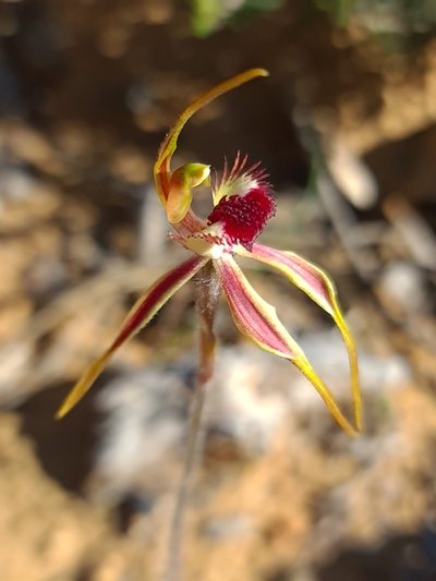 Caladenia longiclavata, photographed by Cal Wood